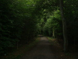 ger_forest_00007.jpg