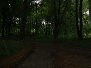ger_forest_00008.jpg