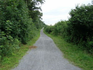 ger_forest_00015.jpg