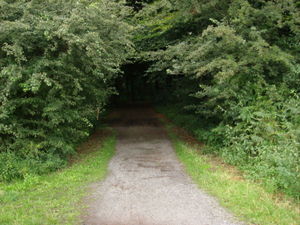 ger_forest_00016.jpg