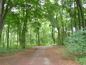 ger_forest_00020.jpg