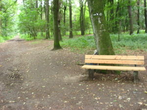 ger_forest_00023.jpg