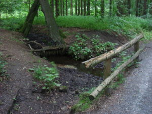 ger_forest_00026.jpg
