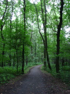 ger_forest_00030.jpg