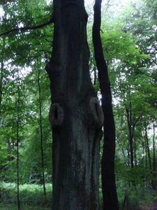 ger_forest_00036.jpg
