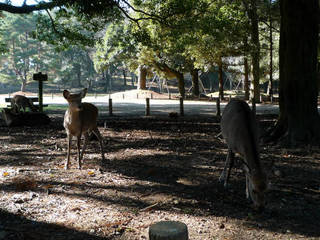 nara10b_00061.jpg