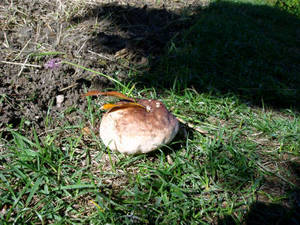 seto5_00064.jpg